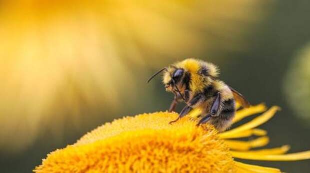 День Волги и Всемирный день пчел: какие еще праздники отмечают в разных странах 20 мая 2024 года