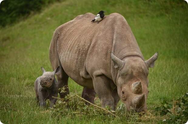 В зоопарке Честера родилось два детеныша черного носорога