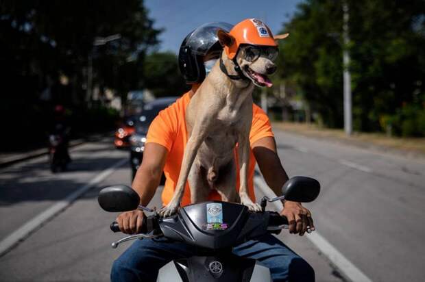 (Фото) Собака-байкер приводит в восторг фанатов, путешествуя по дорогам