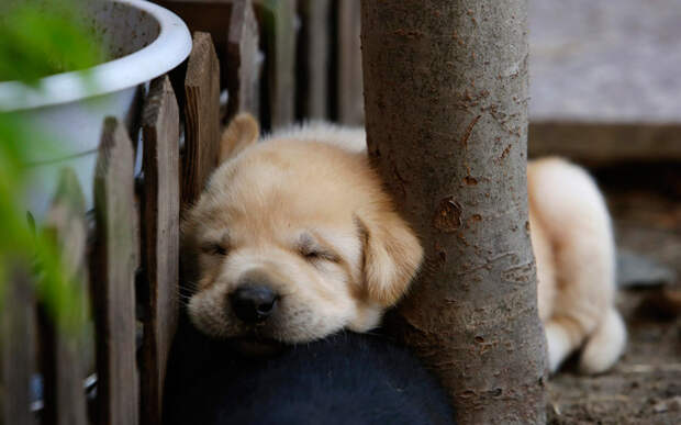 29-дневный щенок лабрадора спит у дерева на дворе в Пекине