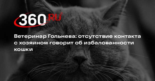 Ветеринар Гольнева: отсутствие контакта с хозяином говорит об избалованности кошки