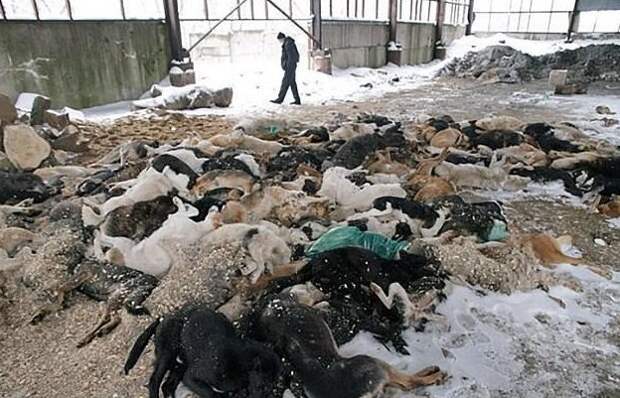 110 млн рублей было выделено на убийство бездомных животных животные, отлов, петиция, россия, убийство, футбол, чм-2018