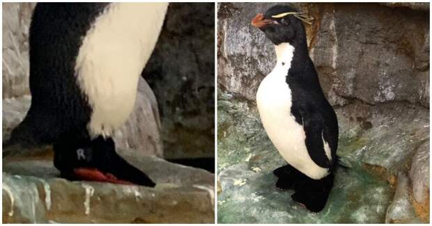 Этот пингвин носит специальную обувь, чтобы у него не болели лапки. Теперь все посетители зоопарка мечтают о таких ботиночках