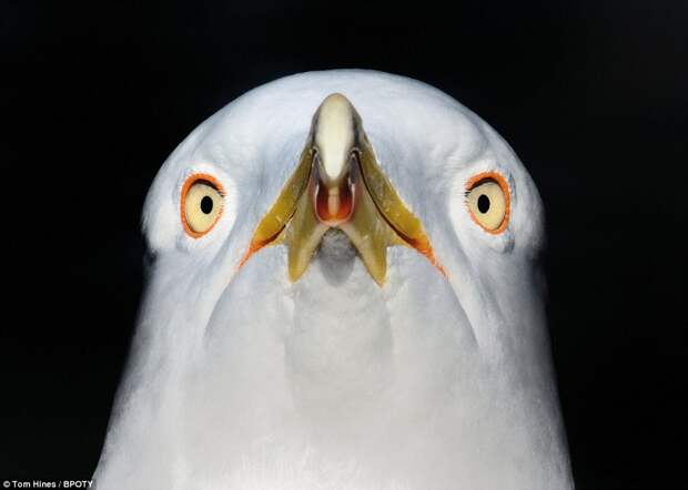 Terrifying new perspective: British photographer Tom Hines, from Harrow, Middlesex, took this extremely close-up shot of a lesser black-backed Gull in London's Hyde Park