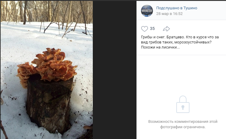 В Братцеве обнаружили грибы, похожие на зимние опята