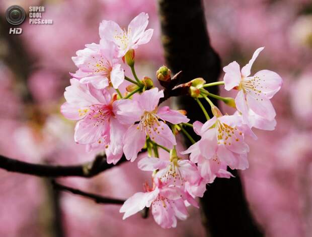 Цветение вишни. (liu han-lin)
