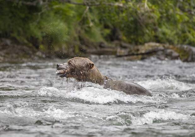 Бурый медведь ловит лосося на Аляске