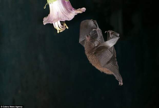 You're the one that I want: A bat spots a delicate pink flower from which it can satisfy its hunger by sucking out some sweet nectar