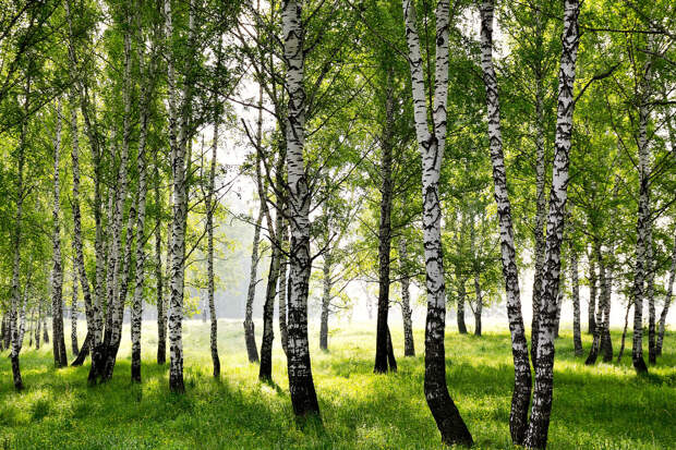 Юрист Русяев: за сбор березового сока в пределах города грозит штраф