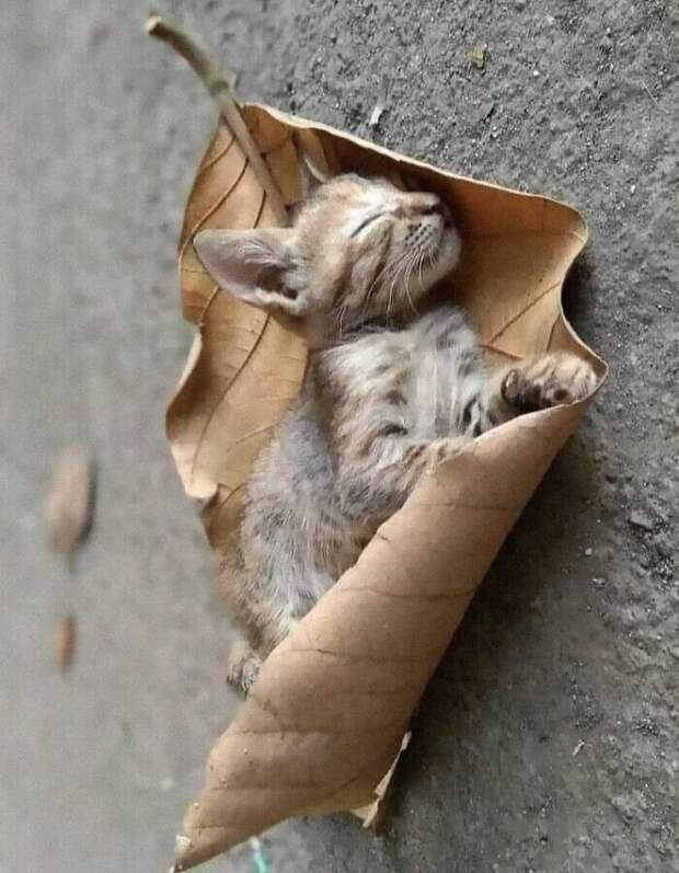 Милота! Милота!