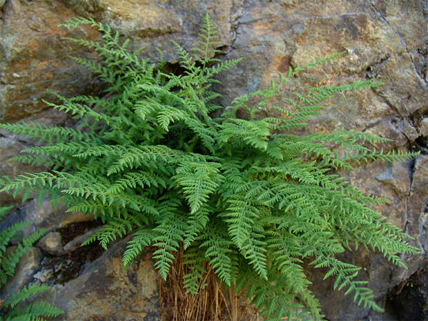 Woodsia на фото
