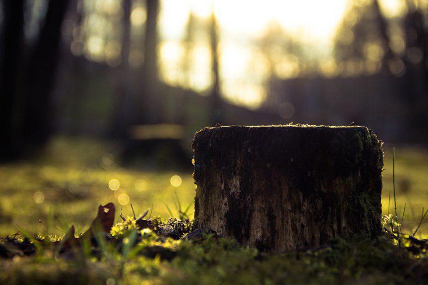 Природа. Фото: pixabay.com