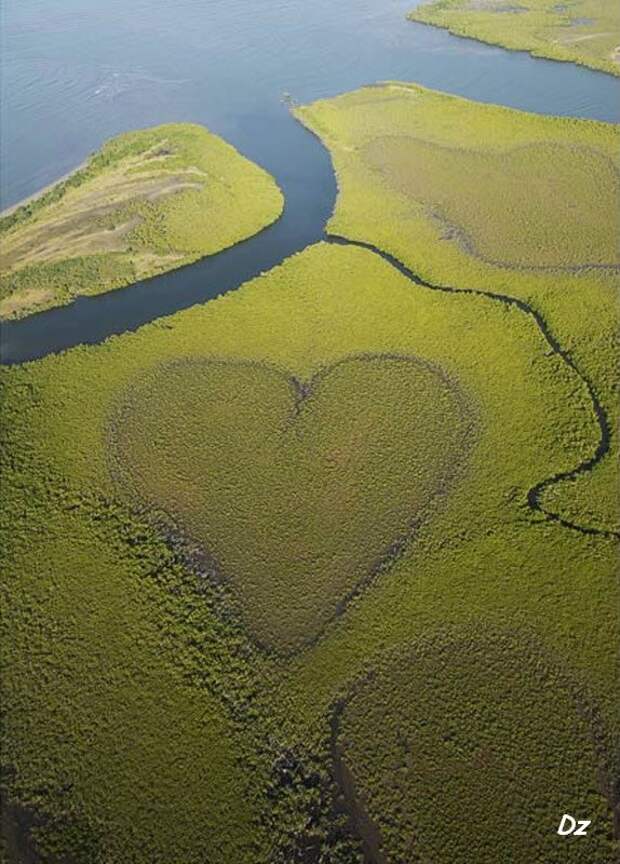 Сердечное (11 фото)