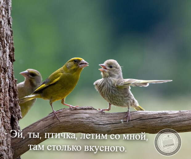 Летим со мной