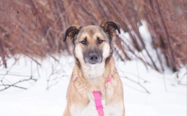 Десерты для собак помогут собрать средства на лечение Эммы