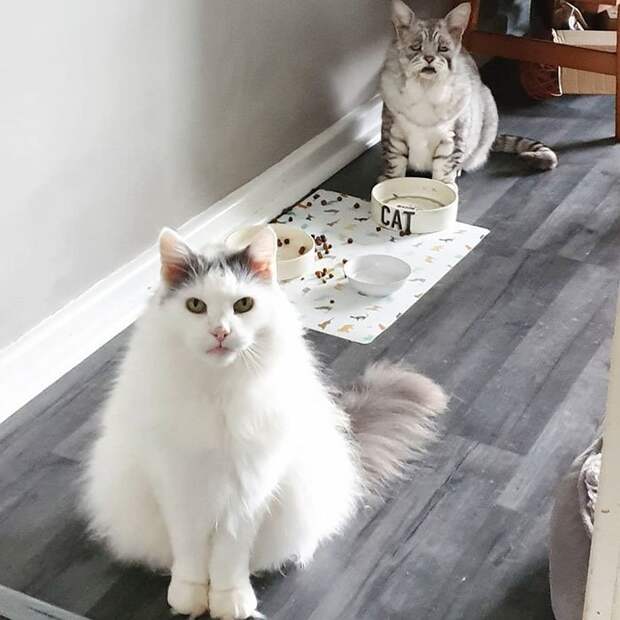 Кот с синдромом Элерса-Данлоса обрел новый дом