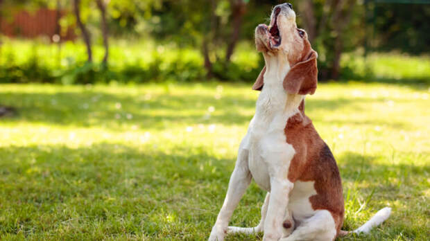 О чём поют собаки? Небезопасные развлечения