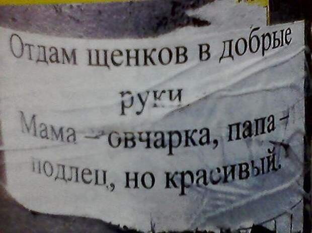 25 гениальных объявлений 2014 года объявления, смешно