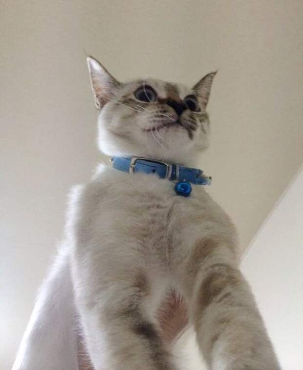 Без кота и жизнь не та