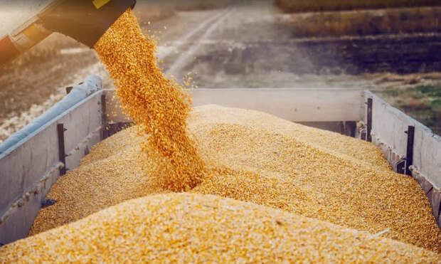 "Зерновой вопрос": Вместо Турции России выбрала сотрудничество с Египтом. Экономист объяснил решение Москвы