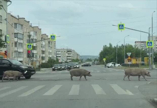 Video: Видео от Донецкая группа новостей|Донецк.ДНР