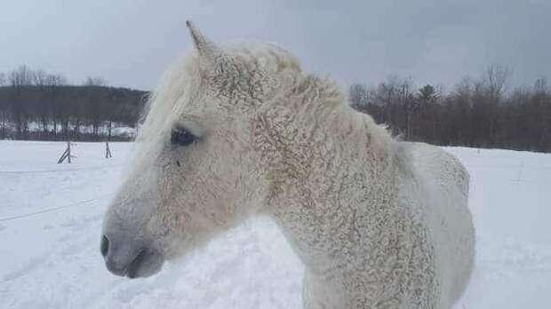 кучерявая лошадь