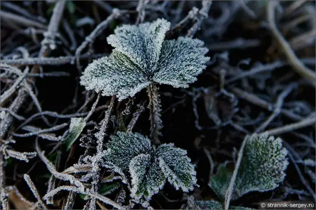 Когда цветут берёзы 