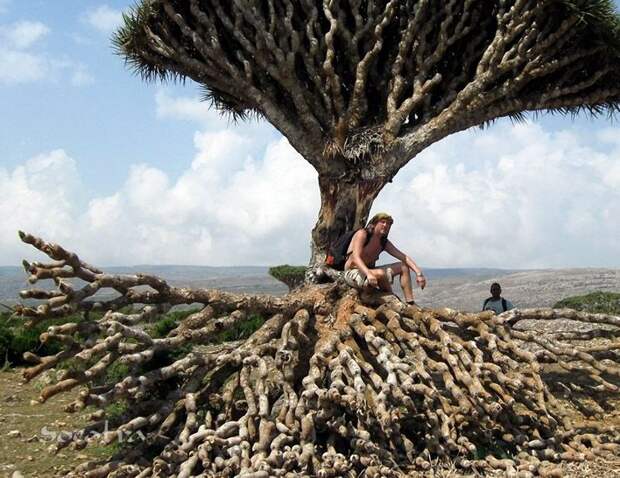 Удивительный остров Сокотра Socotra05 Удивительный остров Сокотра