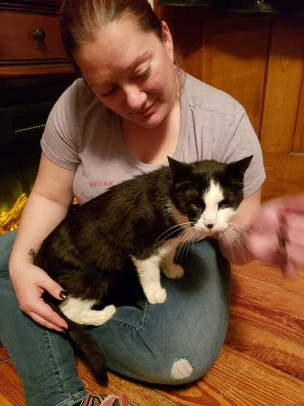 кошка на руках