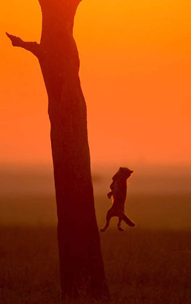 Фотография: Животные в полете №11 - BigPicture.ru