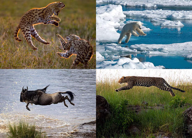 Животные в полете Фотография: Животные в полете №1 - BigPicture.ru