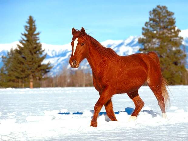 Horse