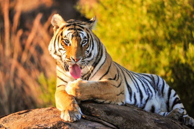 Фото: Pixabay