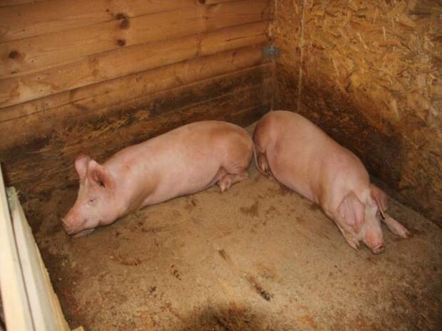 «Школа фермера» подготовила 40 новых аграриев для Кузбасса