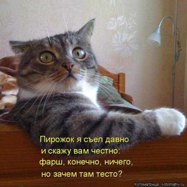 Котоматрицы(картинки с надписями)