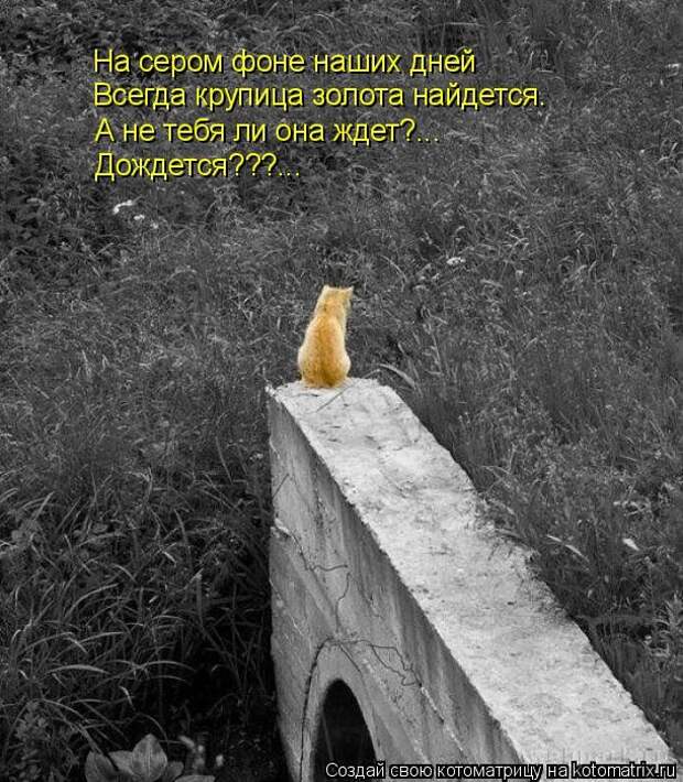 Лучшие котоматрицы недели (50 фото)