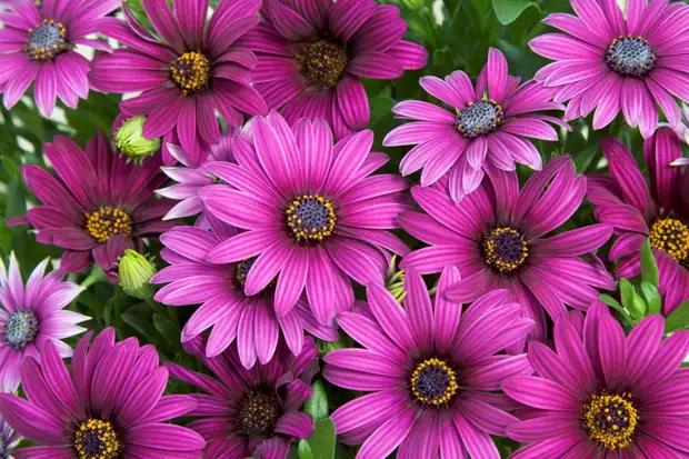 Яркие цветки остеоспермума поднимают настроение и используются в качестве цветовых акцентов