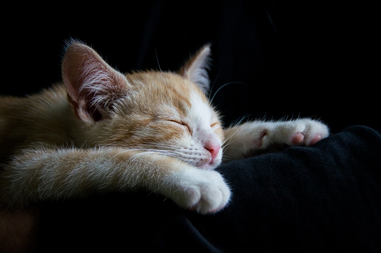 кошка спит