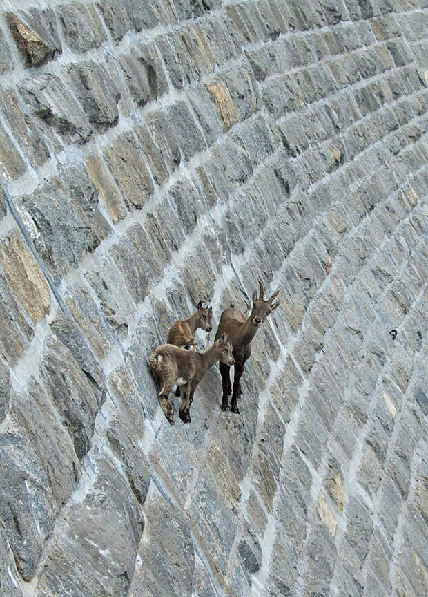 Козлы, которым не ведома боязнь высоты crazygoats05 Козлы, которым не ведома боязнь высоты