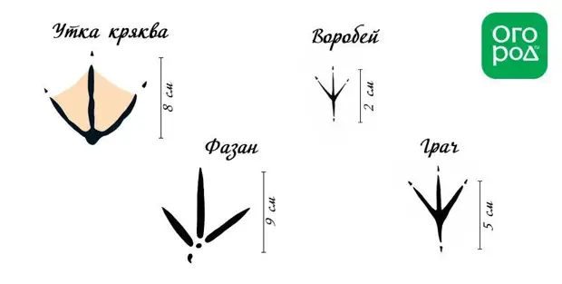 Следы животных и птиц на снегу – схемы с названиями