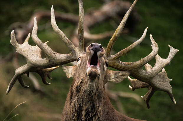 shortlist fotokonkursa Sony World Photography Awards 2