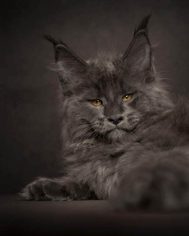 maine-coon-cat-photography-robert-sijka-46-57ad8f0ac0d82__880