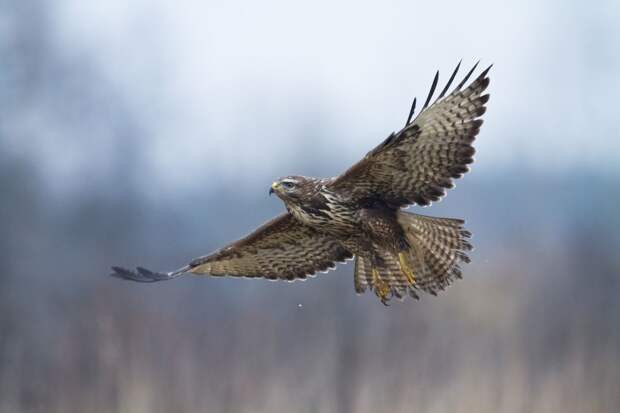 Международный турнир по охоте с ловчими птицами прошёл в Акмолинской области