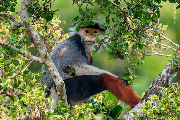 Победители фотоконкурса Wildlife Photographer of The Year 2020