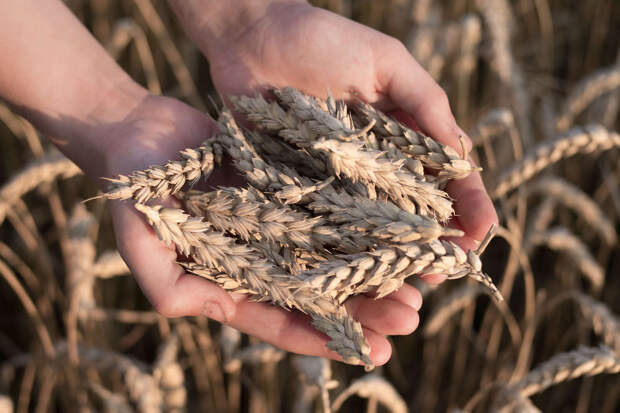 Несмотря на печальные перспективы будущего урожая, Украина намерена отдать свою пшеницу Западу