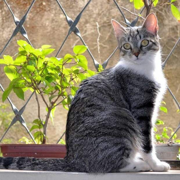Бразильская котята., кошки, породы