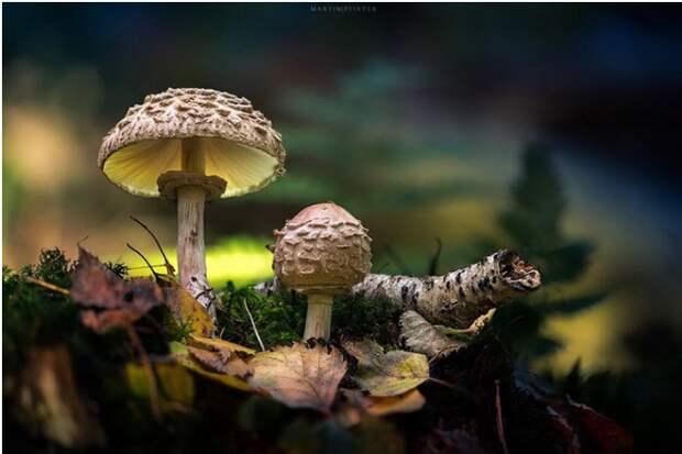 Сказочные грибы грибы, красота