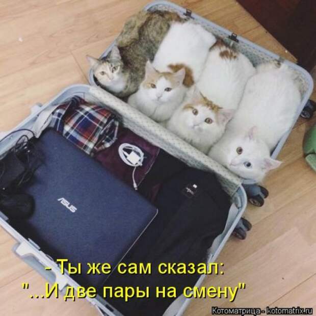 Новая котоматрица (39 фото)