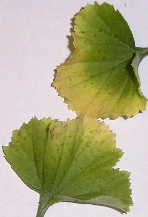 Желтые пятна на листьях пеларгонии фото и названия