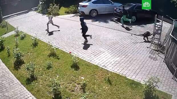 Пострадавшую от нападения обезьяны девочку успешно прооперировали